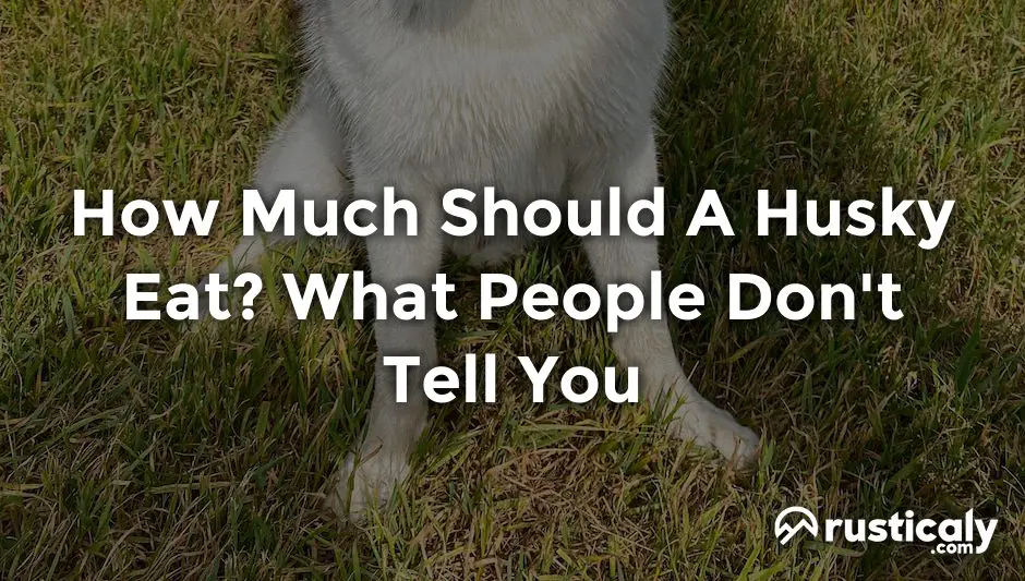 how much should a husky eat