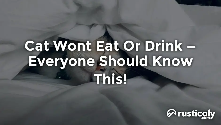 cat wont eat or drink