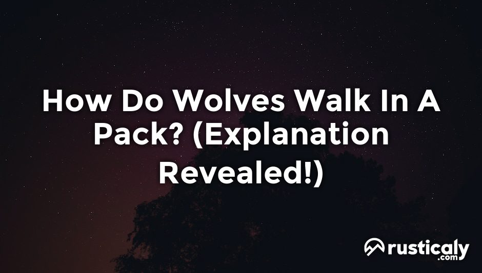 how do wolves walk in a pack