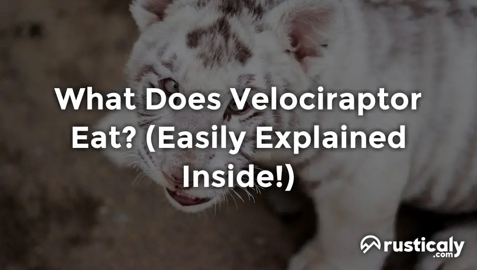 what does velociraptor eat