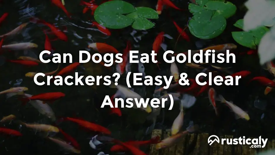 can dogs eat goldfish crackers