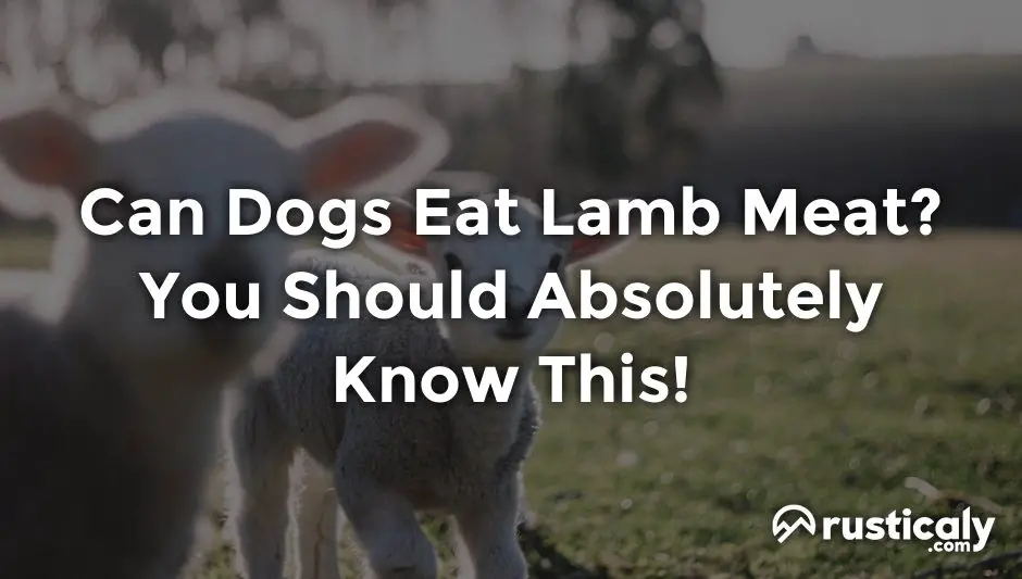 can dogs eat lamb meat
