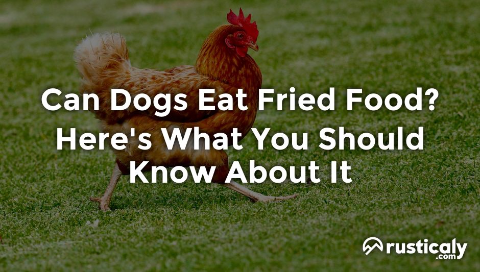 can dogs eat fried food