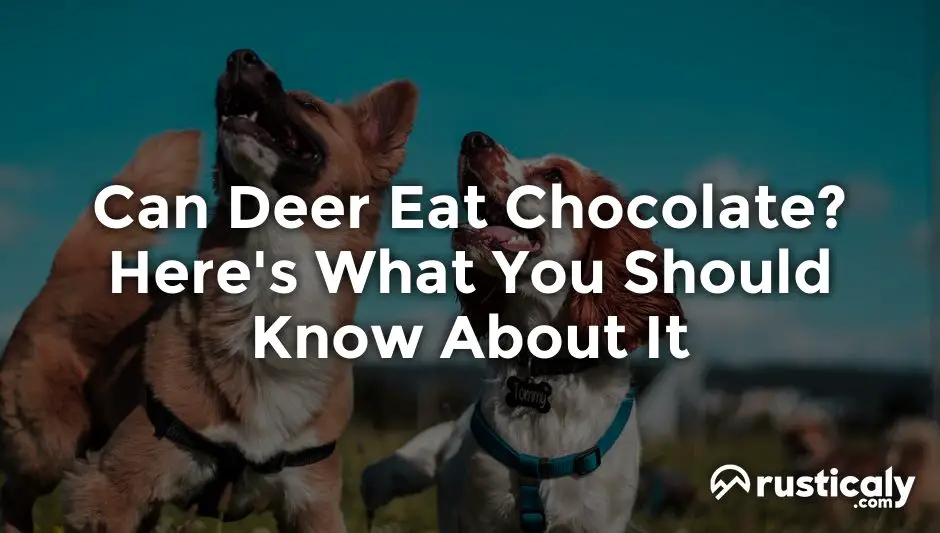 can deer eat chocolate