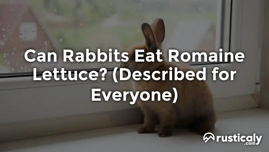 can rabbits eat romaine lettuce