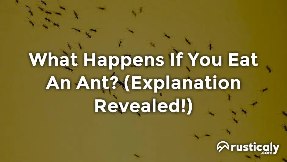 what happens if you eat an ant