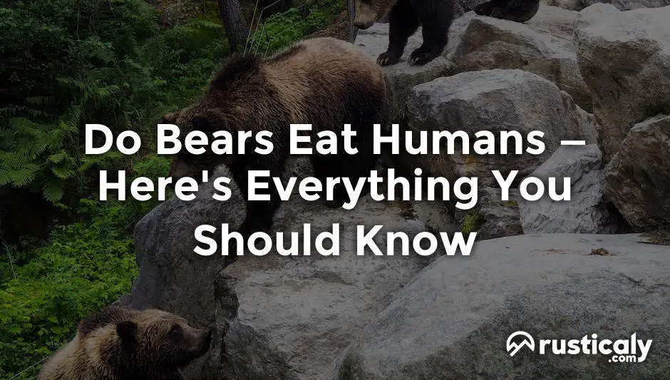 do bears eat humans