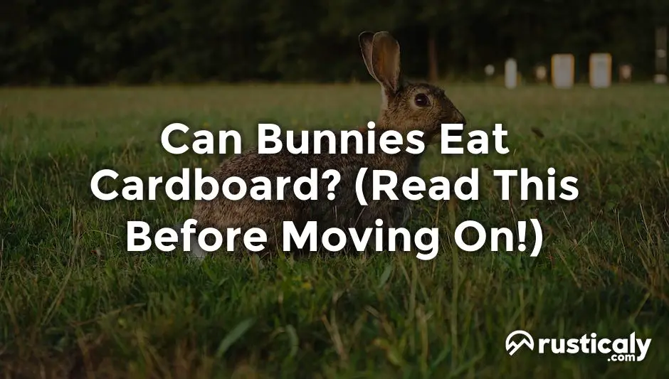 can bunnies eat cardboard