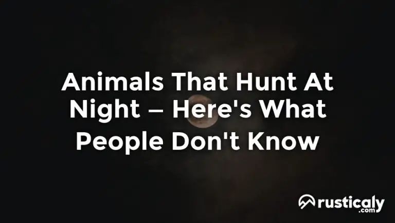 animals that hunt at night