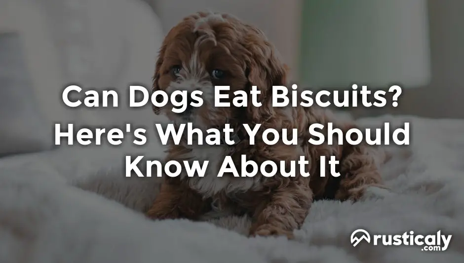 Can Dogs Eat Biscuits? Everything You Need To Know