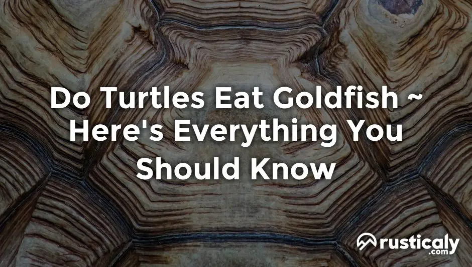 do turtles eat goldfish