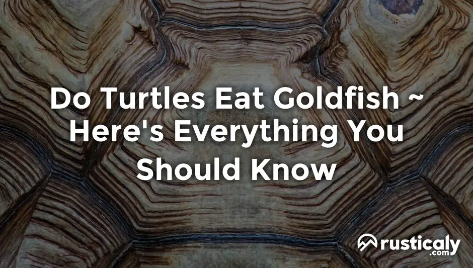 Do Turtles Eat Goldfish Here's What You Should Know About It