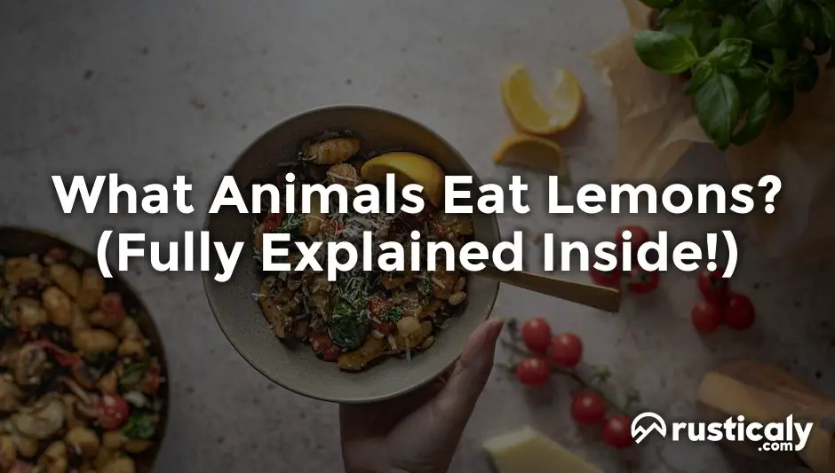 what animals eat lemons