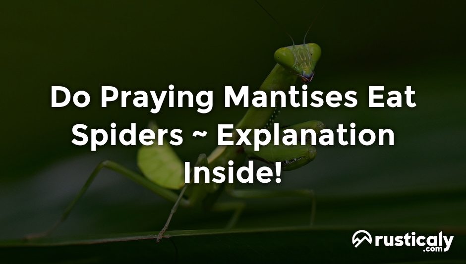 do praying mantises eat spiders