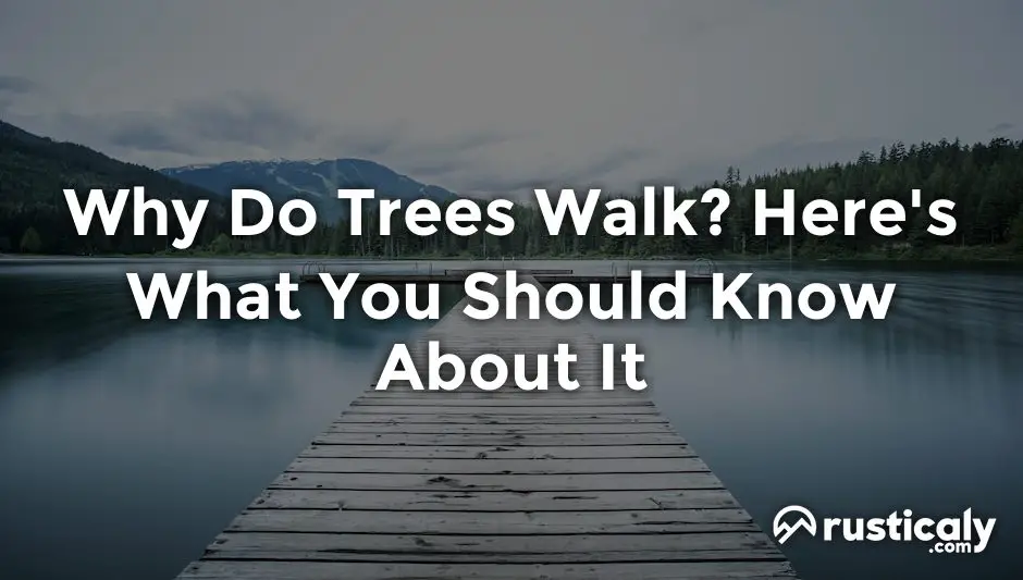 why do trees walk