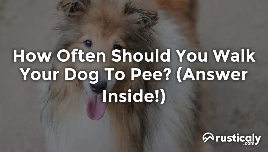 how often should you walk your dog to pee