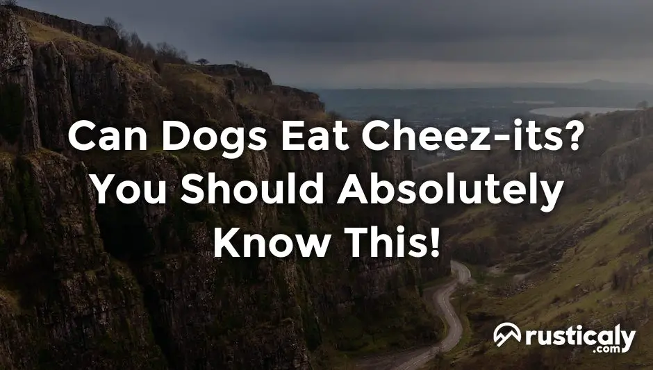 can dogs eat cheez-its
