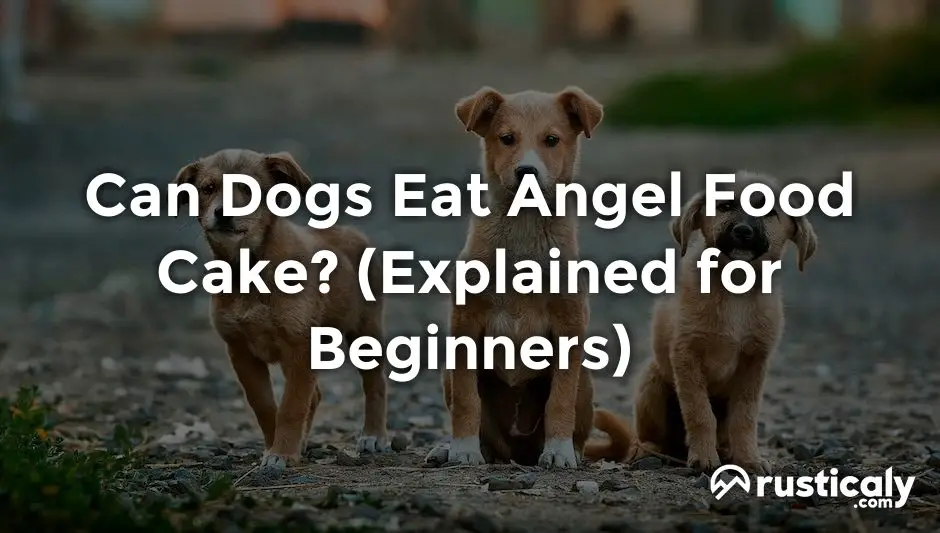 can dogs eat angel food cake