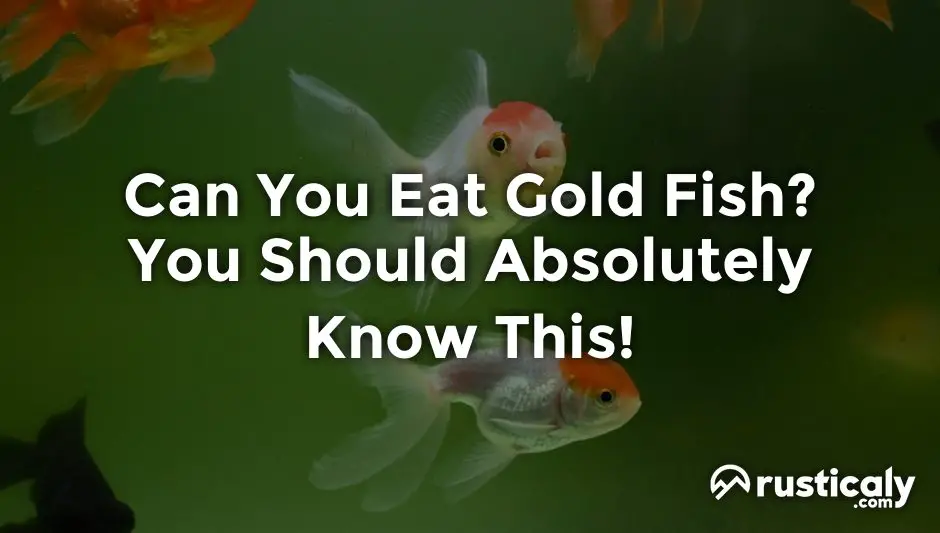 can you eat gold fish