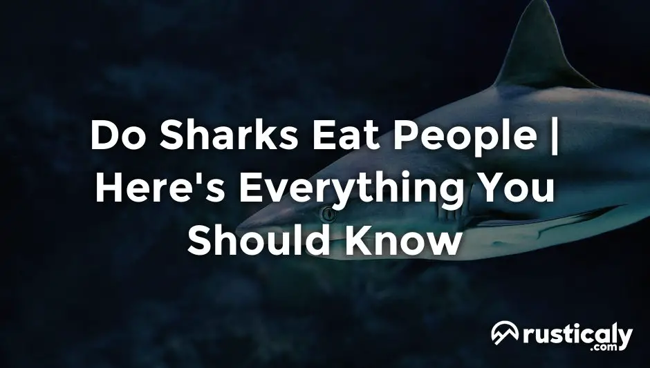 do sharks eat people
