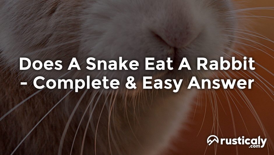 does a snake eat a rabbit