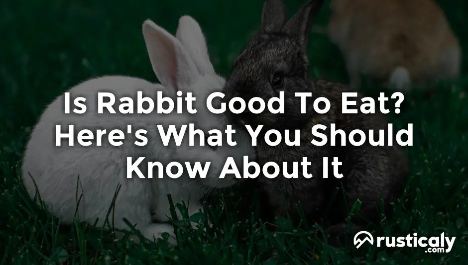 is rabbit good to eat