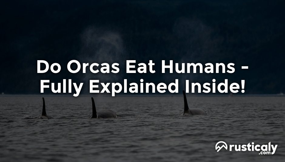 do orcas eat humans