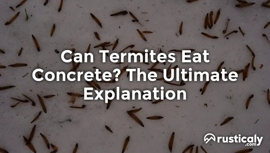 can termites eat concrete