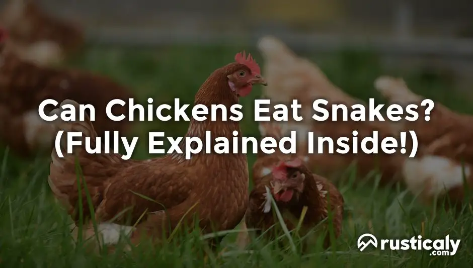 can chickens eat snakes