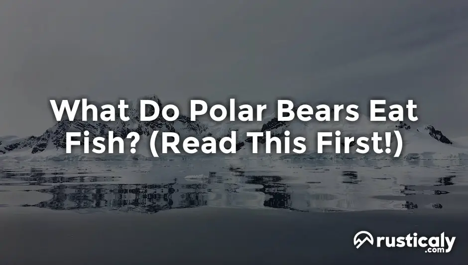 what do polar bears eat fish