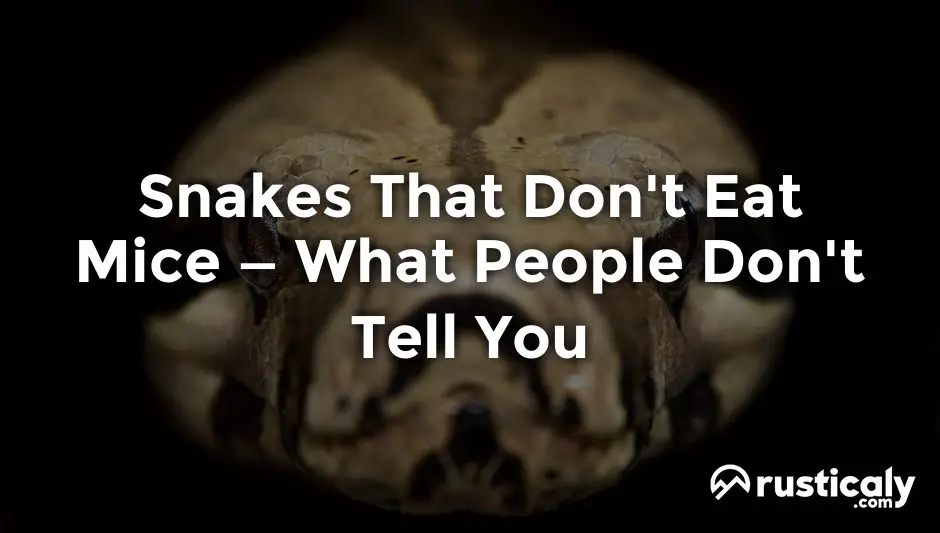 Snakes That Don't Eat Mice > Here's What You Should Know
