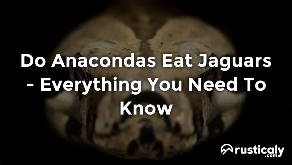 do anacondas eat jaguars