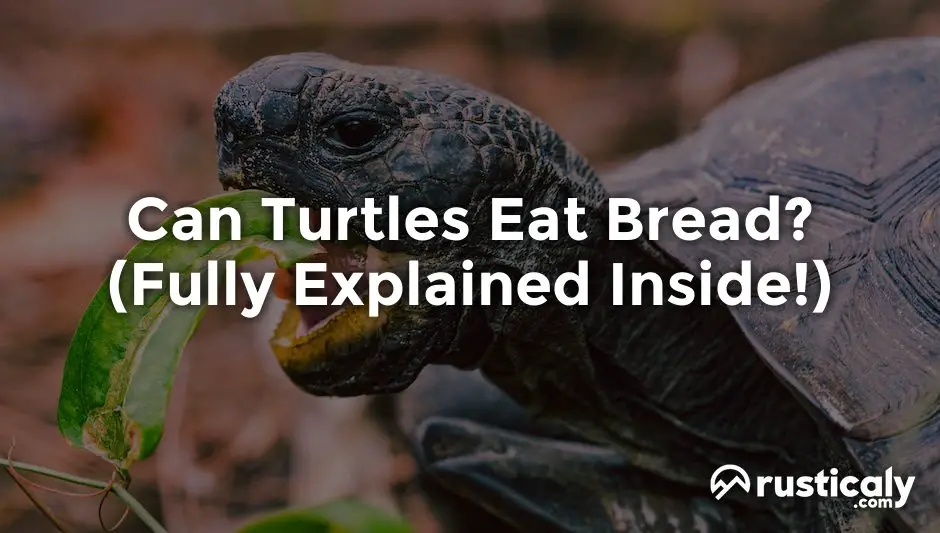 can turtles eat bread