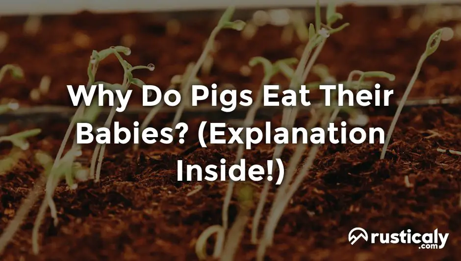 why do pigs eat their babies