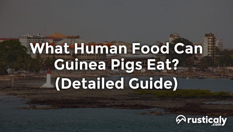 what human food can guinea pigs eat