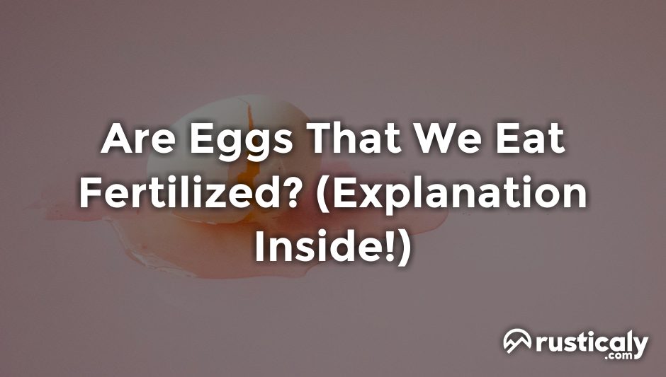 are eggs that we eat fertilized