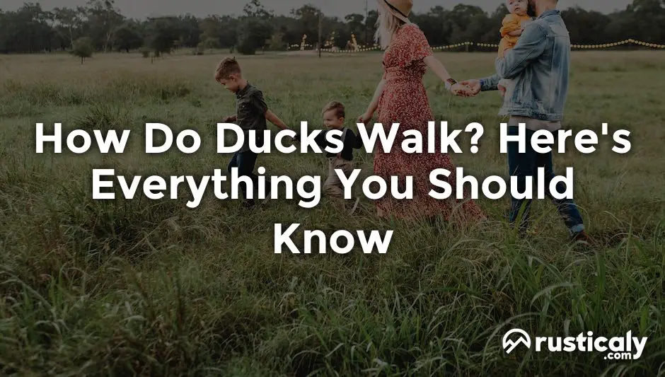 how do ducks walk
