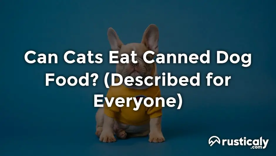 can cats eat canned dog food