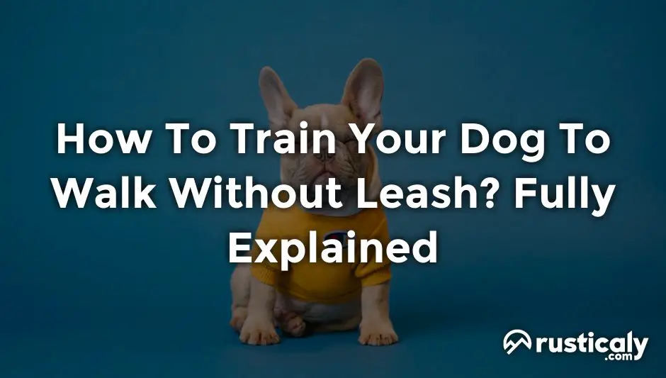how to train your dog to walk without leash