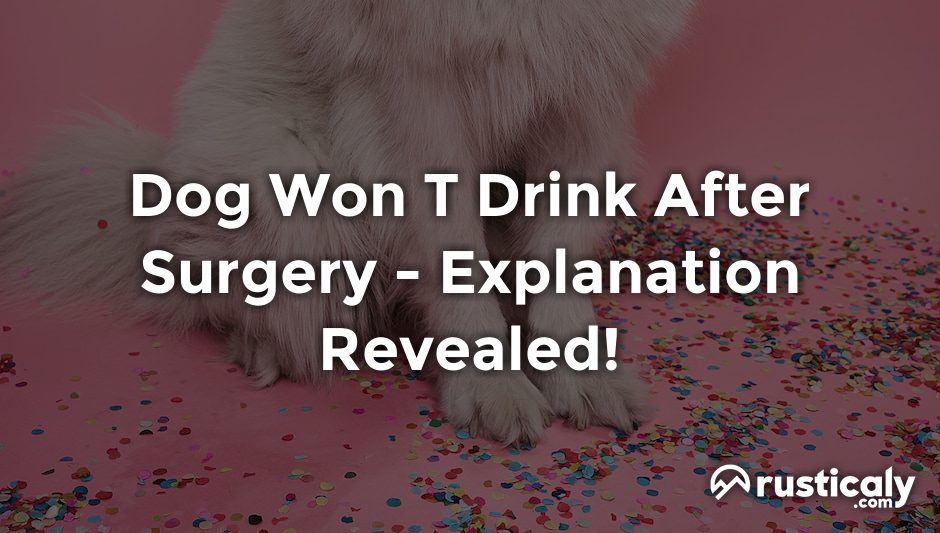 dog won t drink after surgery