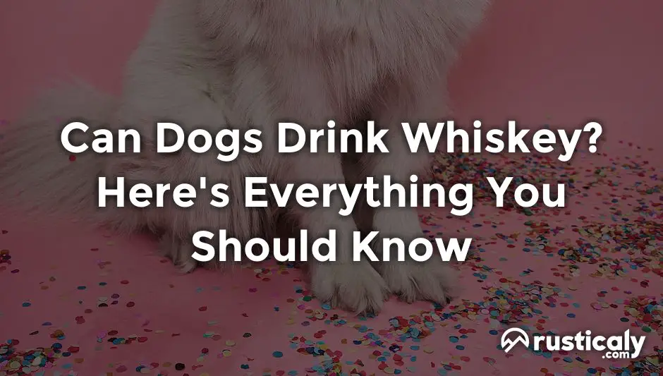 can dogs drink whiskey