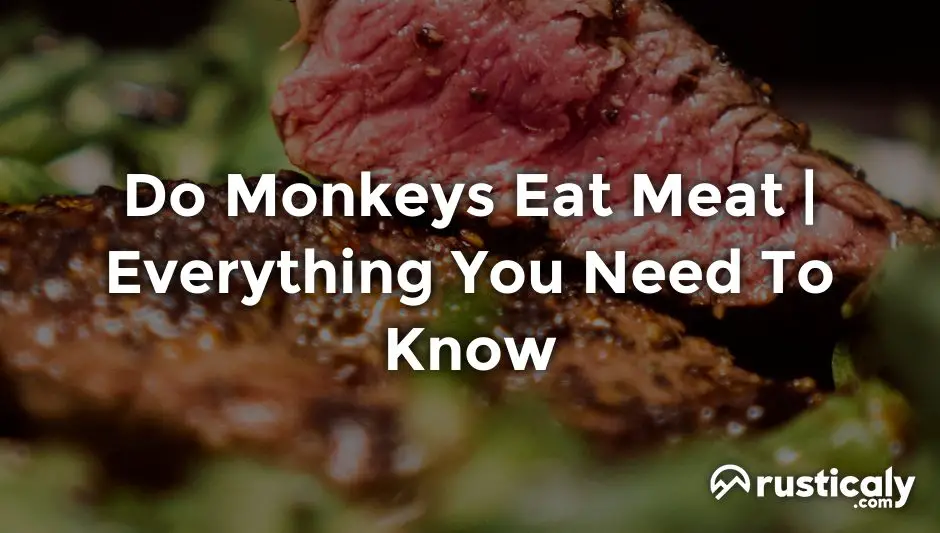 do monkeys eat meat