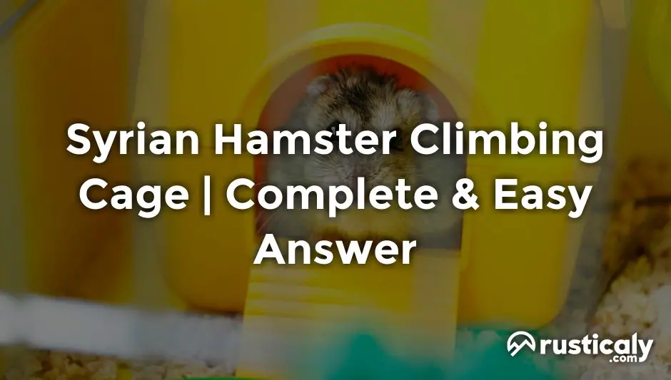 syrian hamster climbing cage