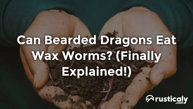 Can Bearded Dragons Eat Wax Worms Easy Clear Answer can-bearded-dragons-eat-wax-worms-easy-clear-answer