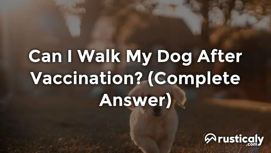 can i walk my dog after vaccination