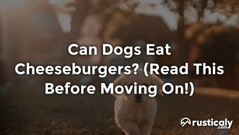 can dogs eat cheeseburgers