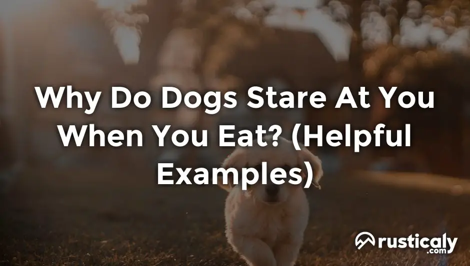 why do dogs stare at you when you eat