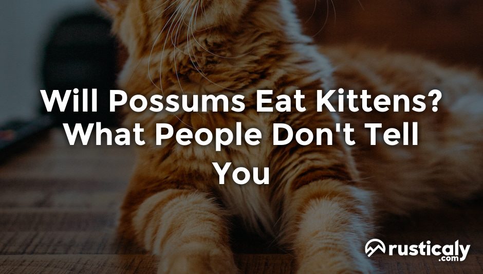 will possums eat kittens