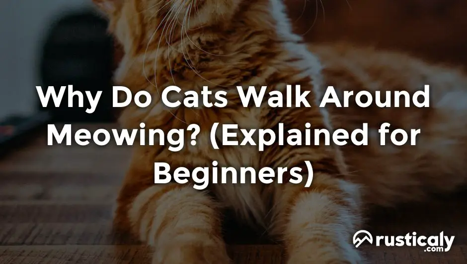 why do cats walk around meowing