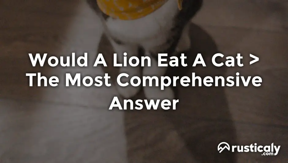 would a lion eat a cat